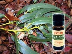 Echo Eucalyptus Essential Oil at Mountain Valley Center