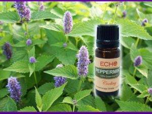 Echo Peppermint Essesntial Oil Mountain Valley Center