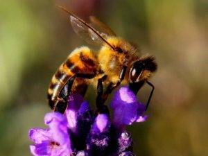 Help the Bees