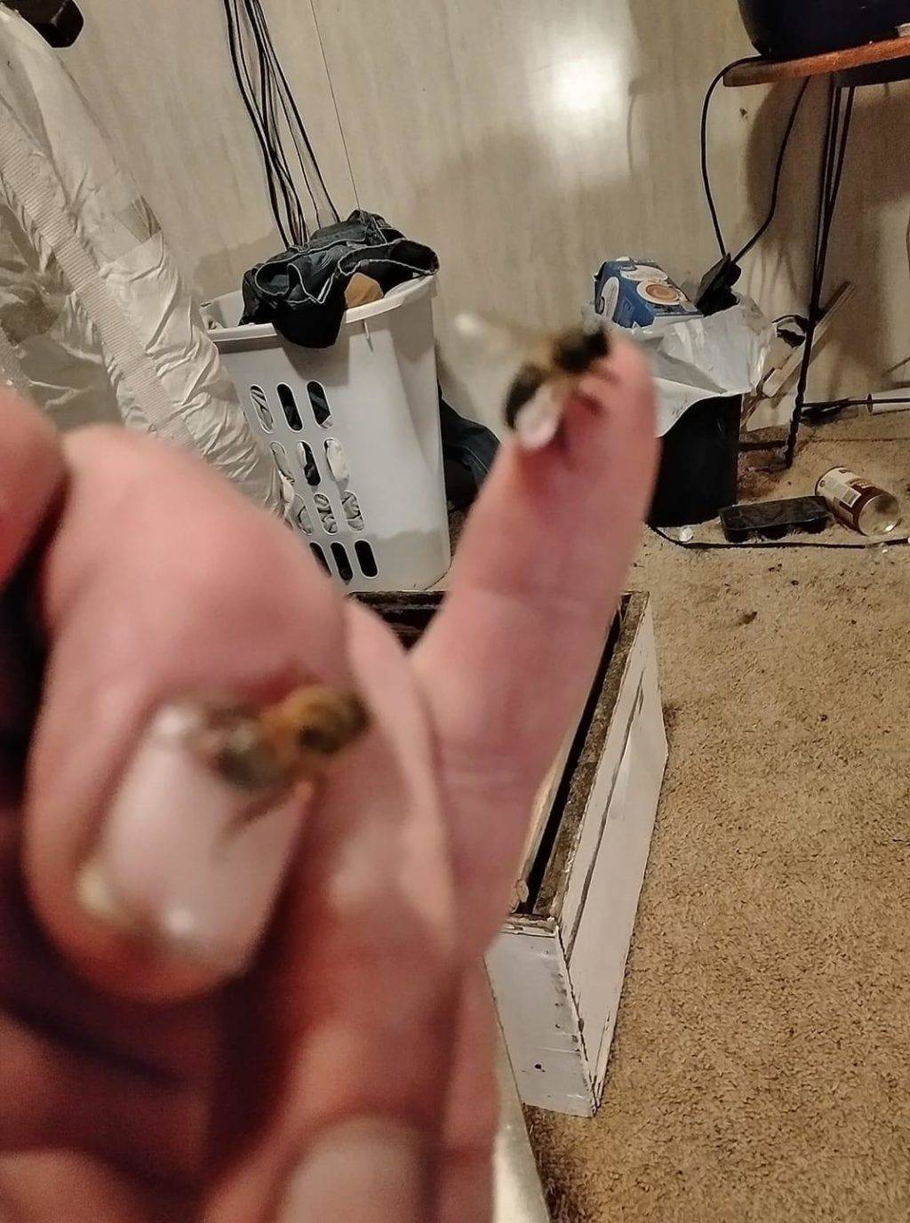 honey bees resting on hand