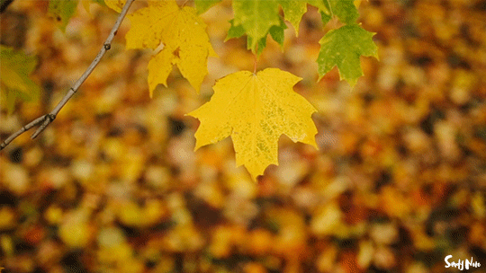 golden leaves waving in the wind
