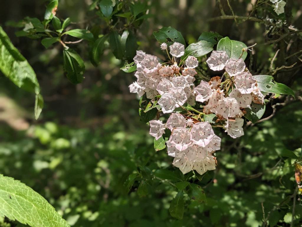 Mountain Laurel Blooming at the Otto Labyrinth Park