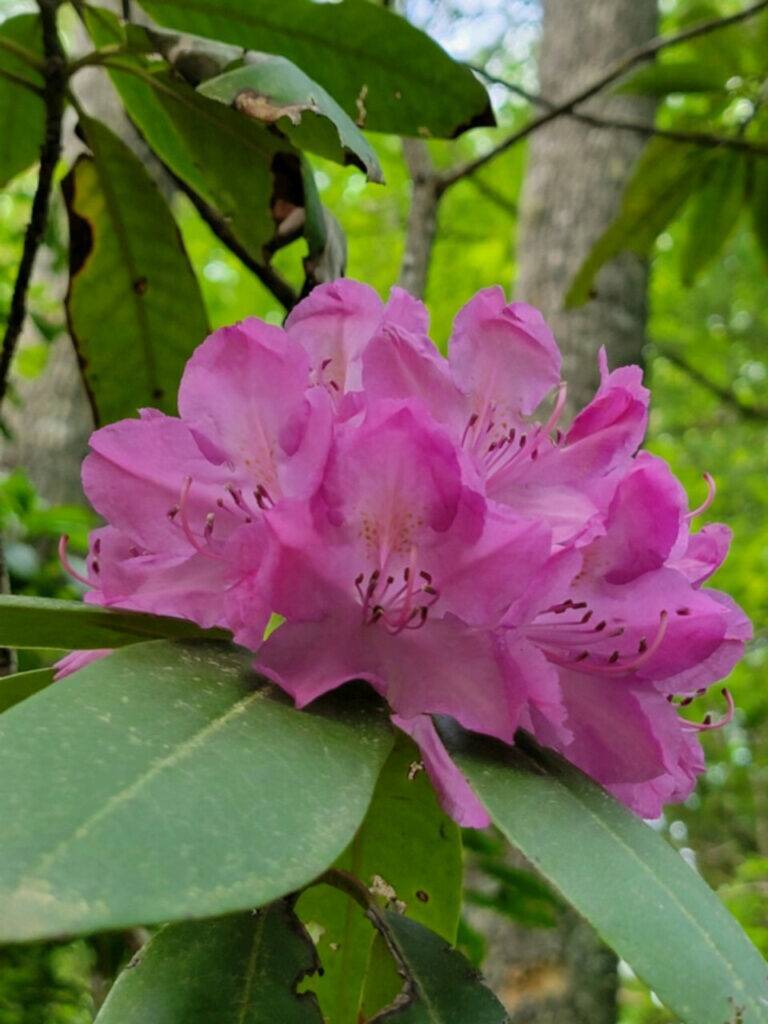 Rhododendrons blooming. at the Orro Labyrinth Park